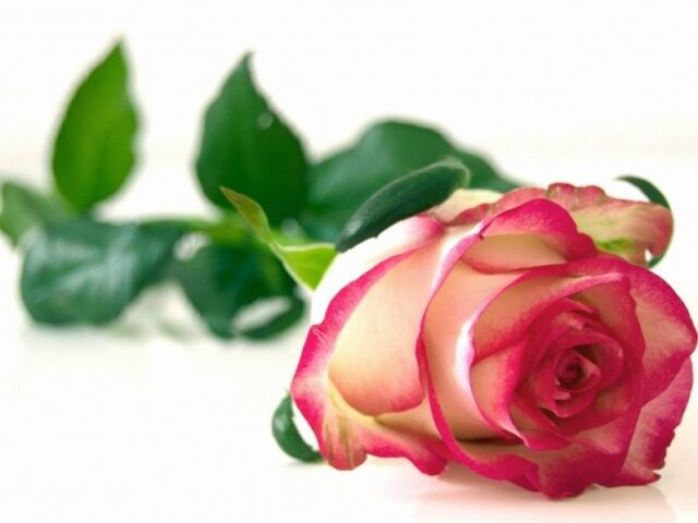 Quando l’idealismo porta dritto in galera