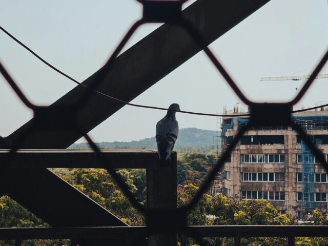 Recensione all’articolo di Ciro Tarantino “Per ordine di giustizia”. Su alcuni casi di internamento di fatto